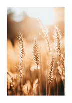 Harvest Light – affisch med snyggt motiv, köp enkelt hos Bozetto i flera storlekar