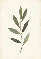 Minimalist Eucalyptus – köp enkelt hos Bozetto konsttryck i hög kvalitet i hög kvalitet