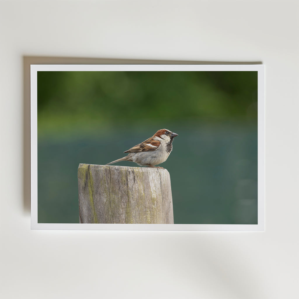 Scout affisch inramad i neutral ram – se hur konsttrycket ser ut, Bozetto i hög tryckkvalitet