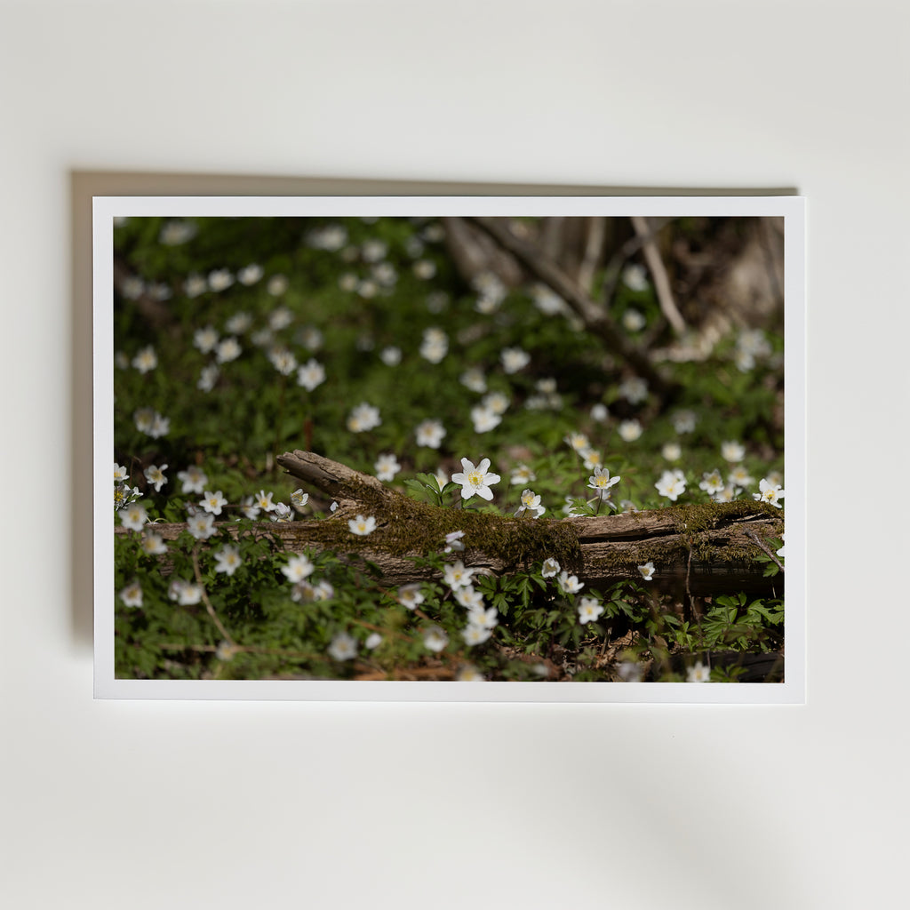 Star of Spring affisch inramad i neutral ram – se hur konsttrycket ser ut, Bozetto