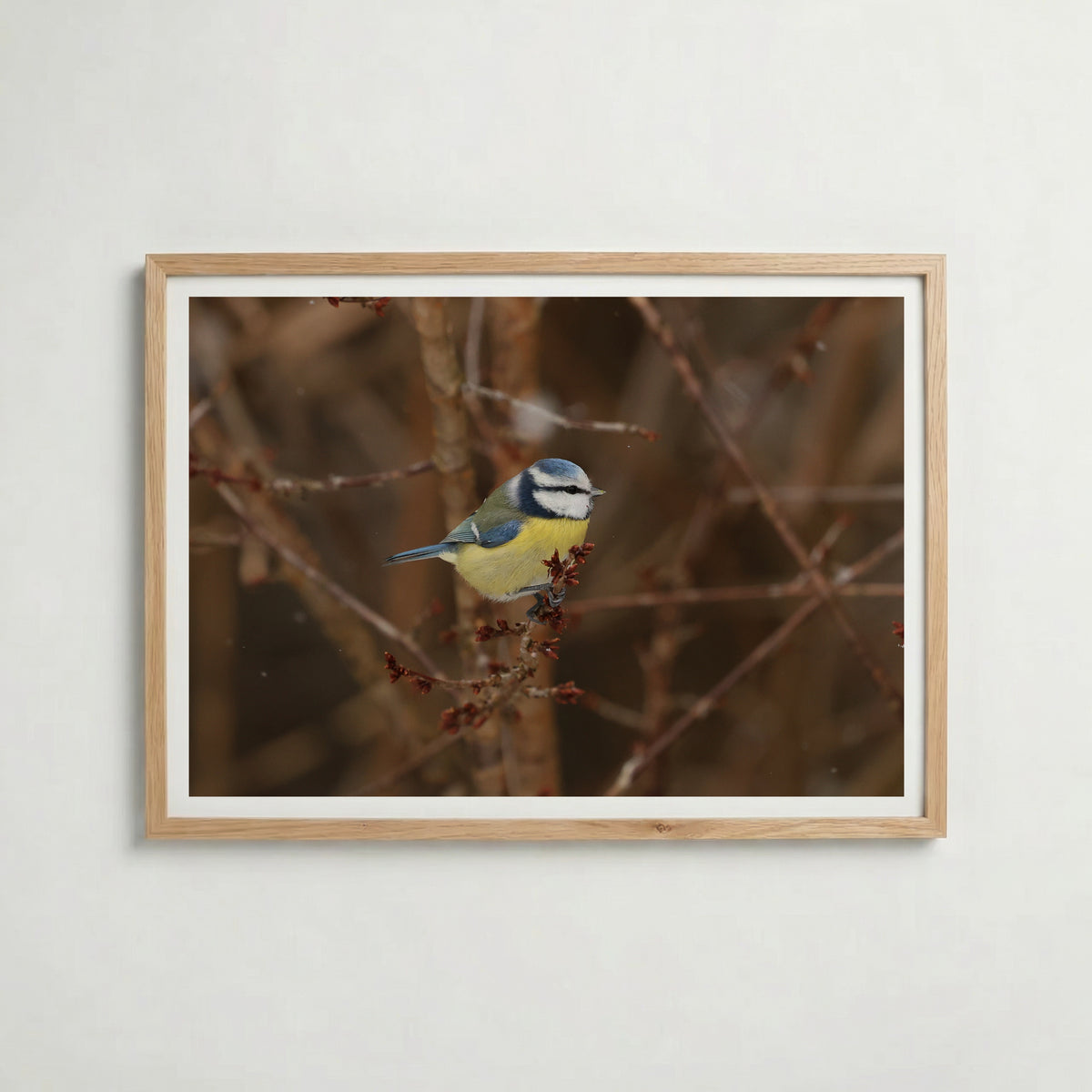 Blåmes i Snöfall i ekram med ljust trä – köp enkelt hos Bozetto affisch i hög kvalitet