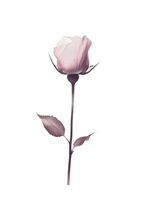 Elegant pink rose stem poster visad rakt fram – Bozetto affisch i hög tryckkvalitet