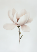Minimalist magnolia – affisch med snyggt motiv, köp enkelt hos Bozetto i flera storlekar