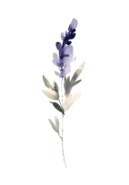 Watercolor lavender – affisch med snyggt motiv, köp enkelt hos Bozetto i flera storlekar