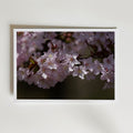 Cherryblossom affisch inramad i neutral ram – se hur konsttrycket ser ut, Bozetto