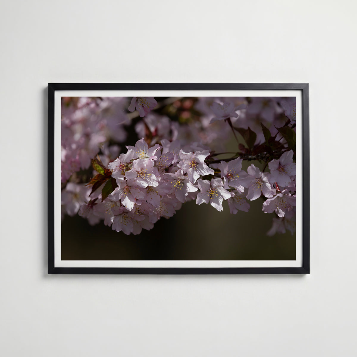 Cherryblossom i svart ram på vägg – köp enkelt hos Bozetto affisch i hög kvalitet