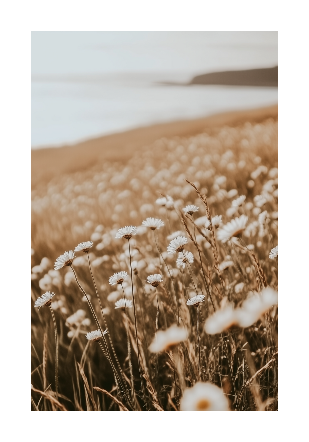 Faded Daisy Bloom – affisch med snyggt motiv, köp enkelt hos Bozetto i flera storlekar