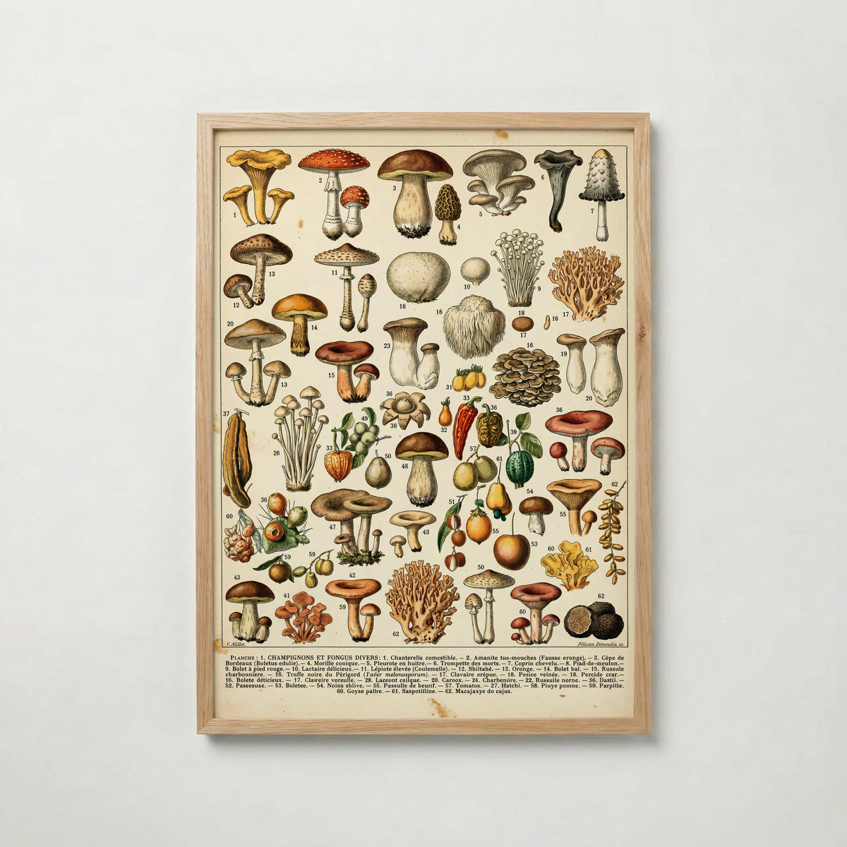Champignons Divers Poster med ekram