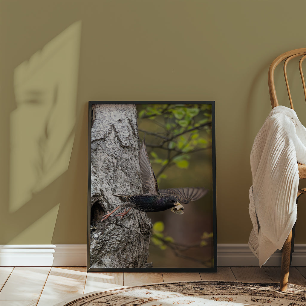 Dipers Starling Poster – canvasbild av Jessica Erlandsson