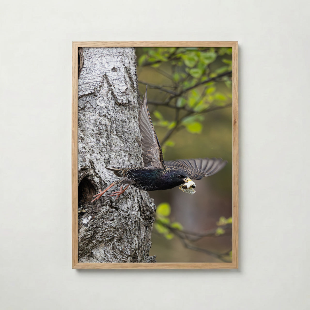 Dipers Starling Poster av Jessica Erlandsson i rumsmiljö