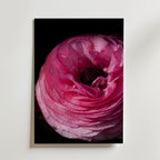 Dreamy Ranunculus Poster – djuprosa ranunkel i närbild med daggdroppar