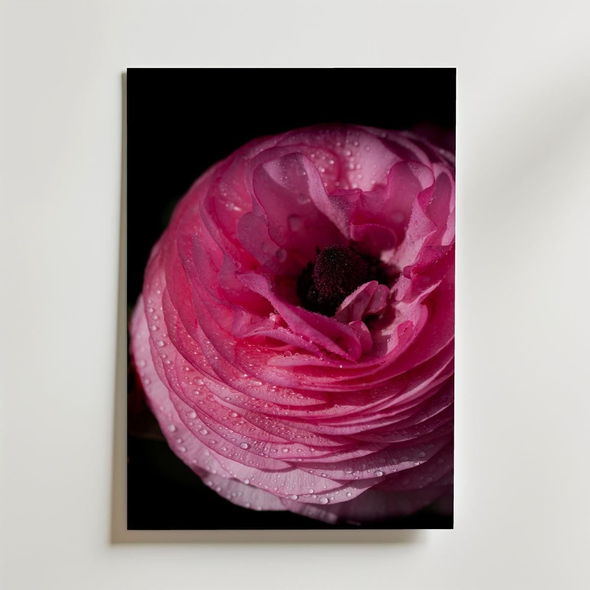 Dreamy Ranunculus Poster – djuprosa ranunkel i närbild med daggdroppar