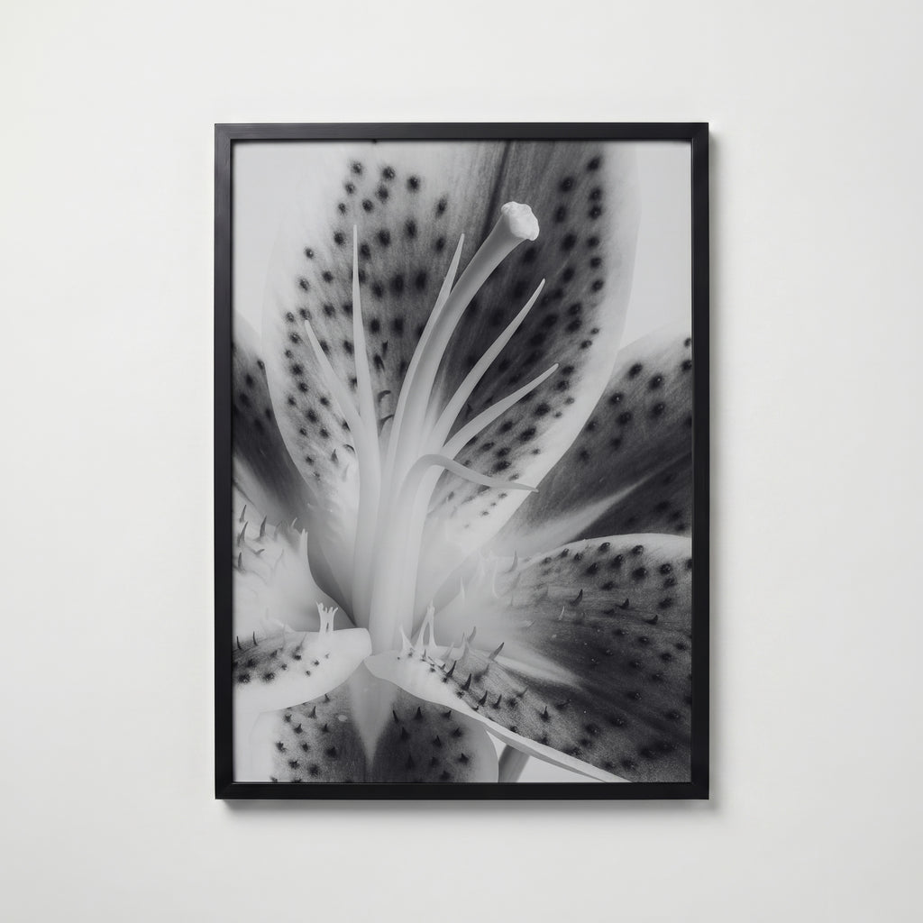 Lily In Bloom Poster – svart ram