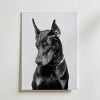 Noir Doberman – stilfullt konsttryck från Bozetto, tryckt på matt finpapper i hög tryckkvalitet