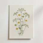 Meadow Buttercup Poster – botanisk illustration med smörblommor och vilda ängsblommor