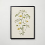 Meadow Buttercup Poster i hemmiljö