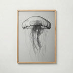 Drifting Jellyfish Sketch Poster – ekram