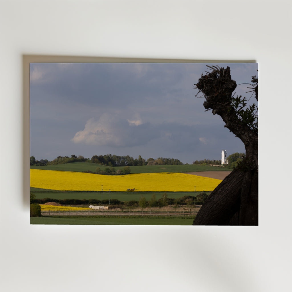 Skåne Covered in Yellow Poster – rapslandskap med vit kyrka och dramatisk himmel