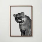 Snarling Lioness Poster – valnötsram