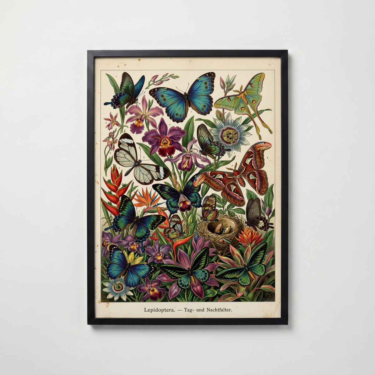 Tropical Lepidoptera Poster i hemmiljö