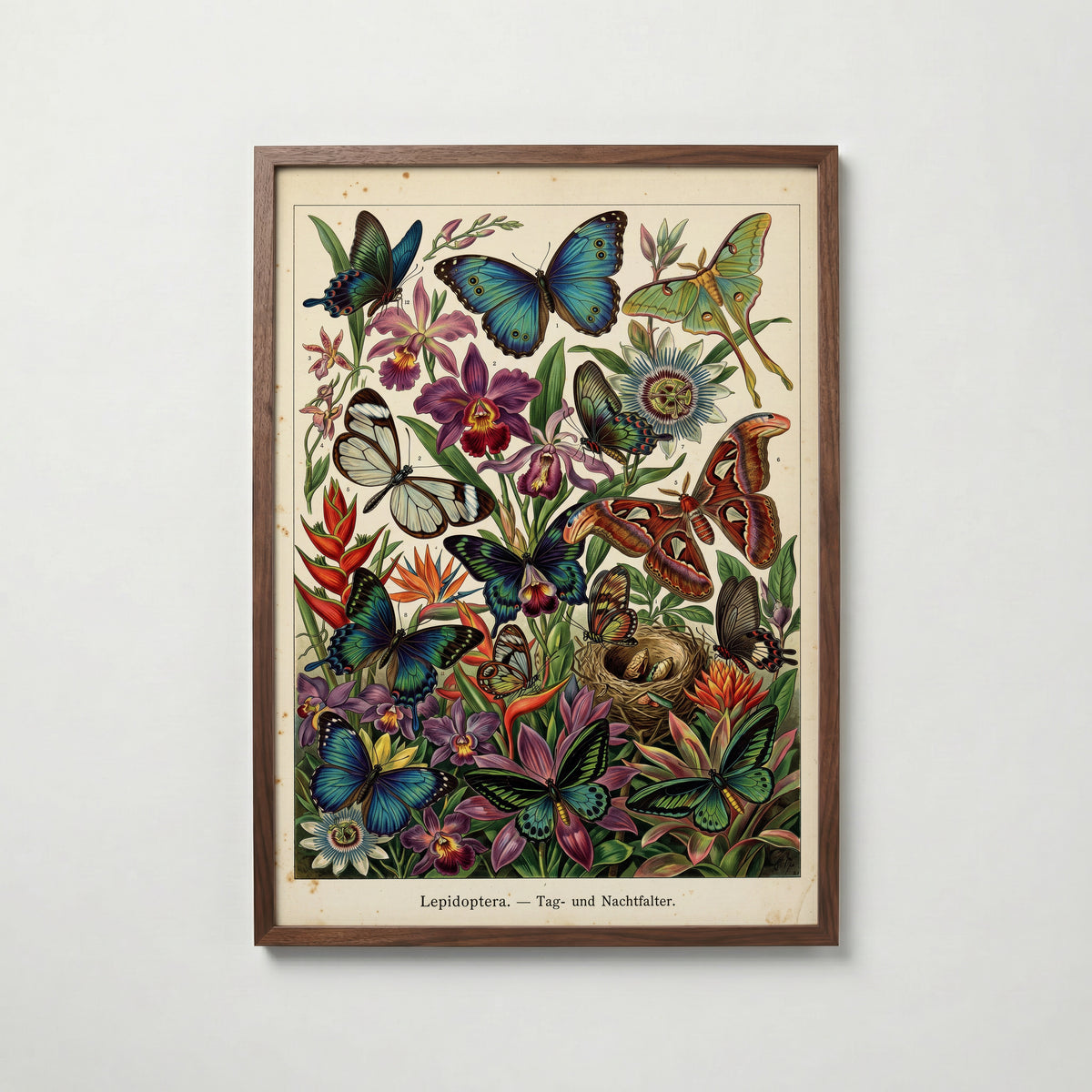 Tropical Lepidoptera Poster i vardagsrumsmiljö