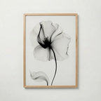 Veiled Poppy Bloom Poster – ekram
