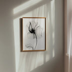 Veiled Poppy Bloom Poster – i rum 4