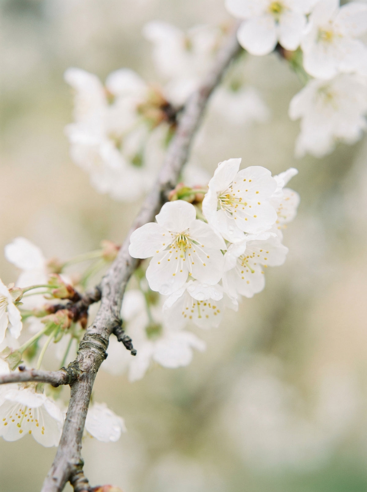 Blossom Serenity poster visad rakt fram – Bozetto affisch i hög tryckkvalitet i hög tryckkvalitet