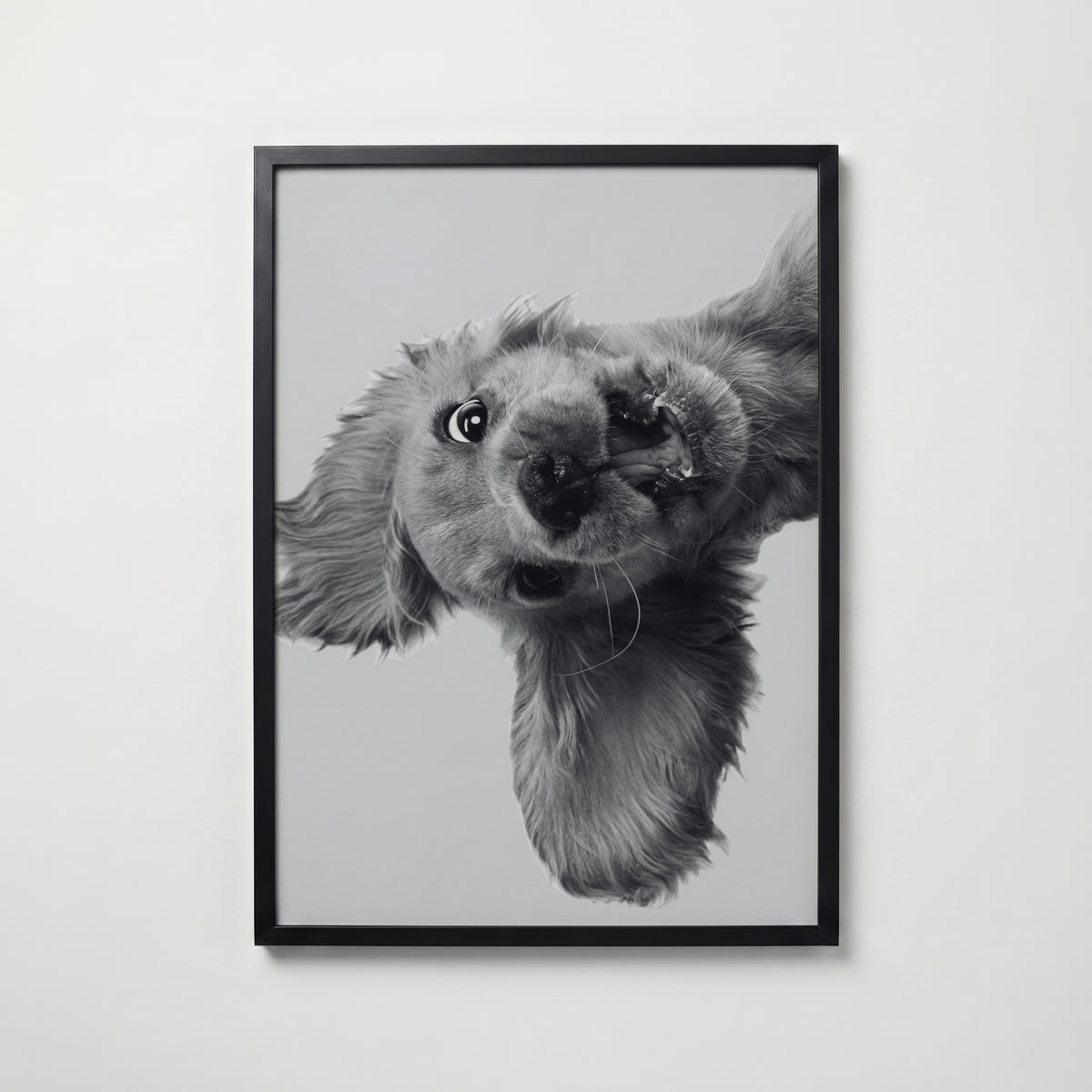 Puppy Play Poster – svart ram